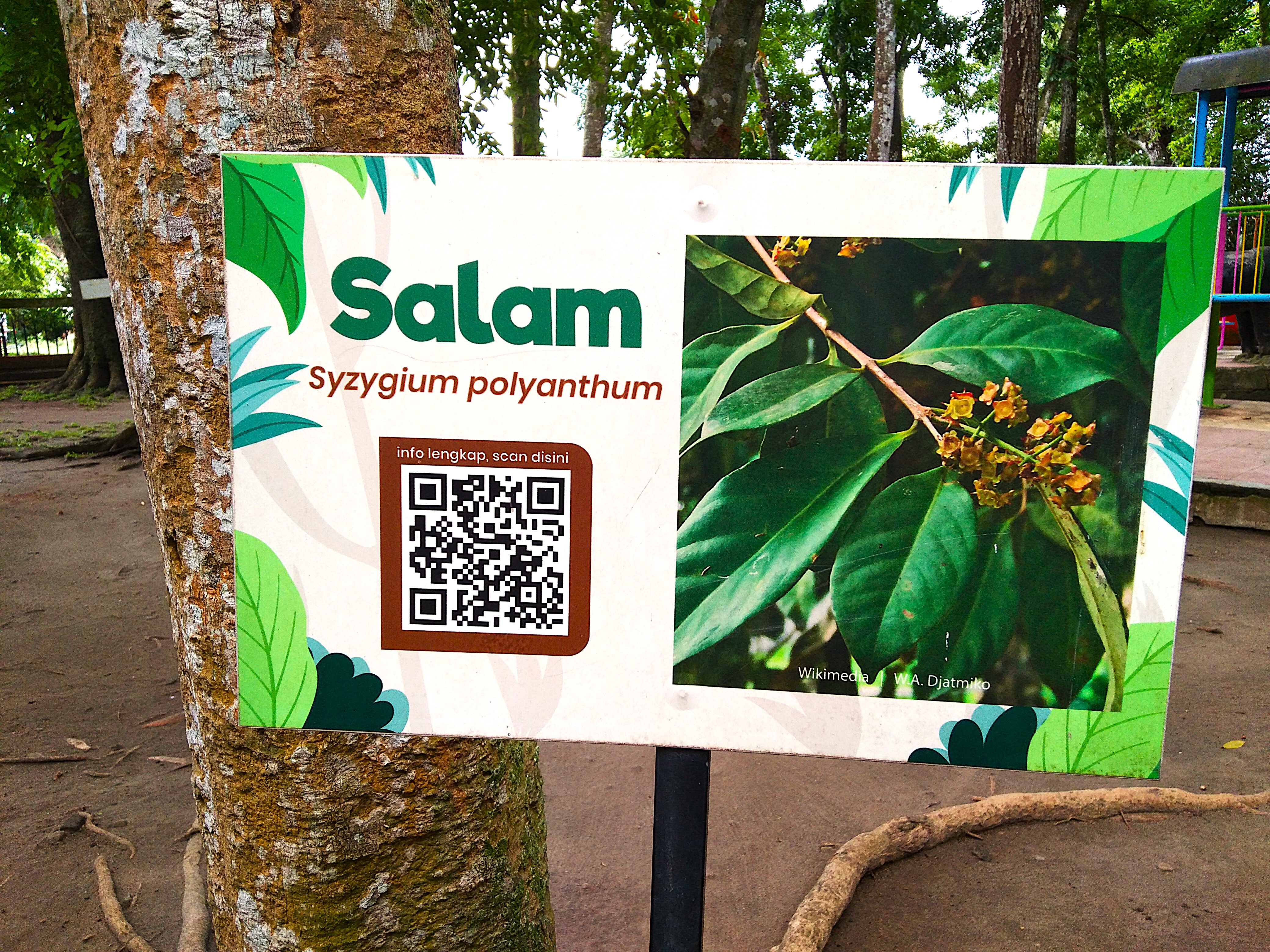 Kebon Rojo: A Salam Tree That Rises, a History That Grows